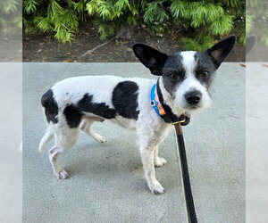 Mutt Dogs for adoption in Long Beach, CA, USA