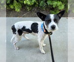 *CHARLIE - Male Mutt Dog for Adoption - Small photo
