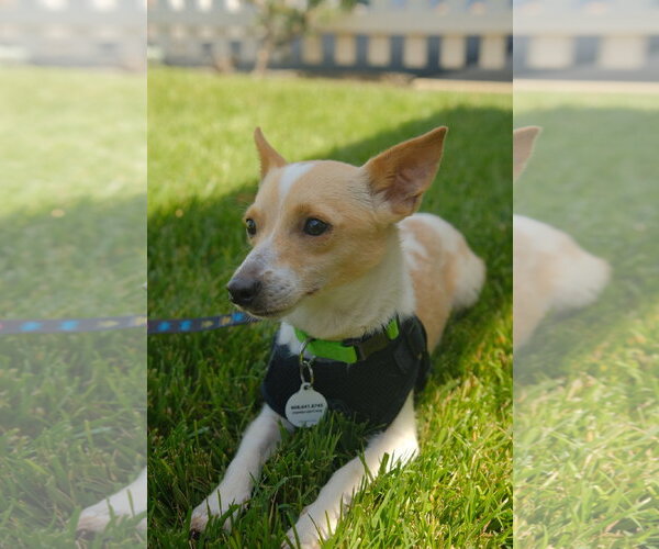 Medium Photo #8 Chihuahua-Unknown Mix Puppy For Sale in San Jose, CA, USA