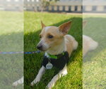 Small #7 Chihuahua Mix