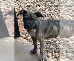 Small #1 Mutt
