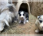 Puppy BlackWhite3 Border Collie