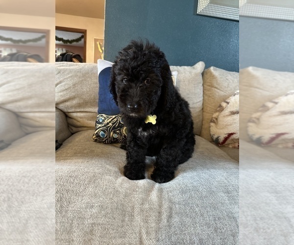 Medium Photo #7 F2 Aussiedoodle Puppy For Sale in LA CRESCENT, MN, USA