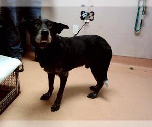 Medium Border Collie Mix