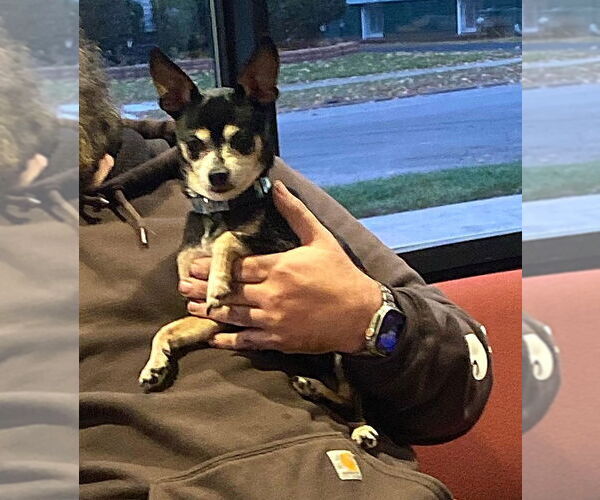 Medium Photo #2 Chihuahua Puppy For Sale in Westmont, IL, USA