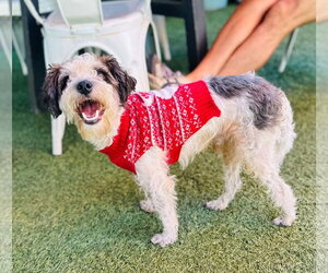 Sampson - Male Maltese-Unknown Mix Dog for Adoption - Photo #4