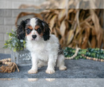 Small #1 Cavalier King Charles Spaniel