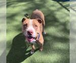 Small #1 Mutt
