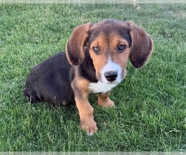 Medium Photo #1 Beagle-Unknown Mix Puppy For Sale in New London, WI, USA