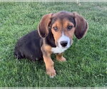 Elmo - Male Beagle-Unknown Mix Dog for Adoption - Small photo
