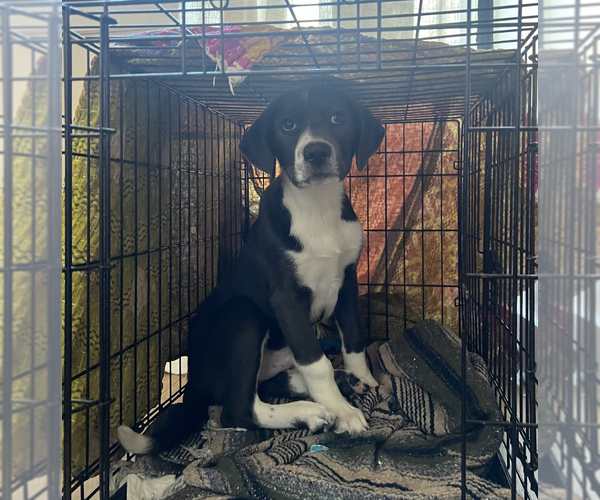 Medium Photo #7 Mutt Puppy For Sale in Brooklyn, NY, USA