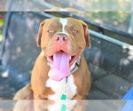 Small #1 American Staffordshire Terrier
