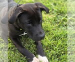 Small American Pit Bull Terrier-Labrador Retriever Mix