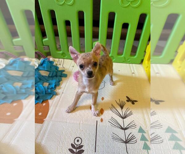 Medium Photo #78 Chihuahua Puppy For Sale in CHARLESTON, AR, USA