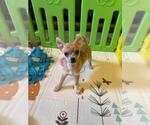 Small Photo #78 Chihuahua Puppy For Sale in CHARLESTON, AR, USA