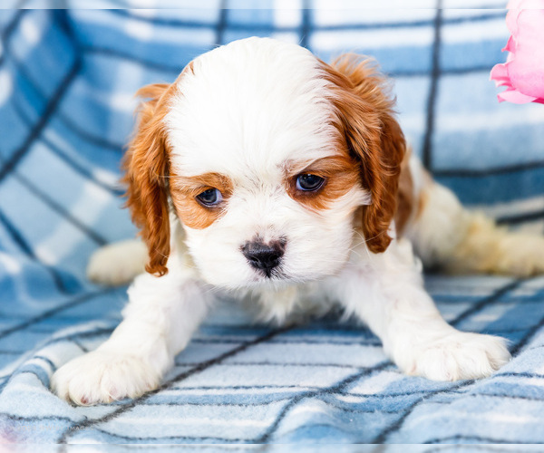 Medium Photo #5 Cockalier Puppy For Sale in WAKARUSA, IN, USA