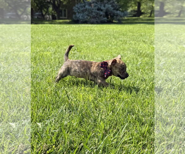 Medium Photo #3 Chihuahua-Unknown Mix Puppy For Sale in Omaha, NE, USA