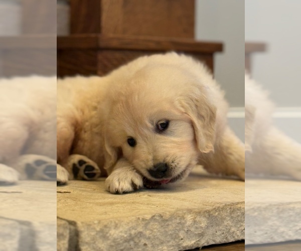 Medium Photo #11 English Cream Golden Retriever Puppy For Sale in BYRON CENTER, MI, USA