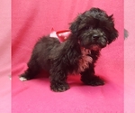 Small Photo #5 ShihPoo Puppy For Sale in BUFFALO, MO, USA