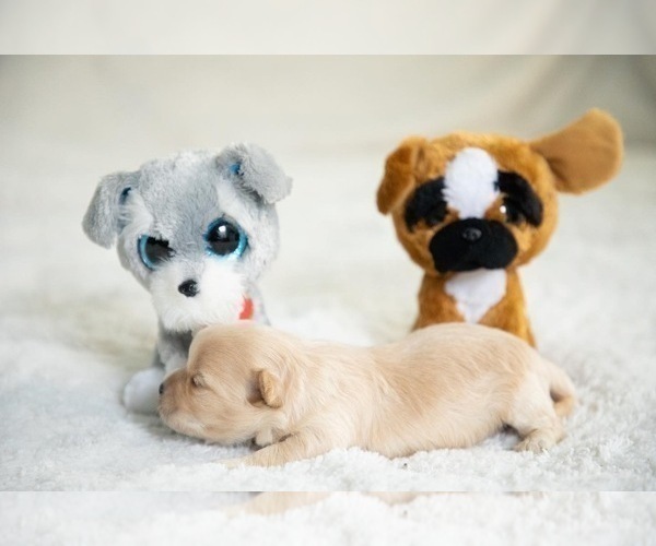 Medium Photo #4 Bichpoo-ShihPoo Mix Puppy For Sale in LIBERTY, MO, USA