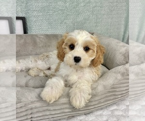 Cavapoo Puppy for sale in FRANKLIN, IN, USA