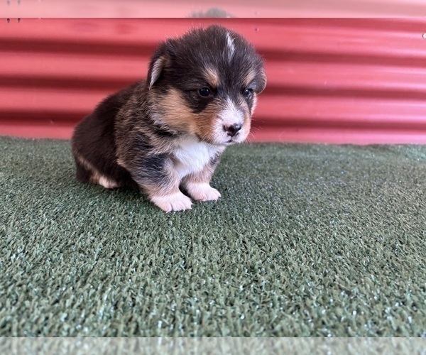 Medium Photo #18 Pembroke Welsh Corgi Puppy For Sale in CERES, CA, USA