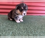 Small #17 Pembroke Welsh Corgi