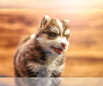 Small Photo #4 Pomsky Puppy For Sale in TAMPICO, IL, USA