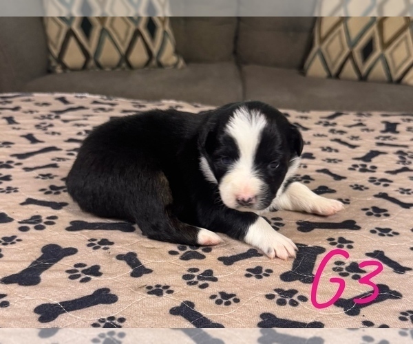 Medium Photo #40 Australian Shepherd Puppy For Sale in SALISBURY, NC, USA