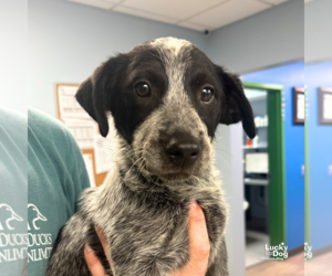 Mutt Dogs for adoption in Washington, DC, USA