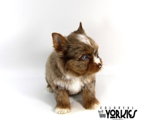 Yorkshire Terrier Puppy for sale in ROANOKE, TX, USA