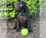 Puppy 2 Boykin Spaniel