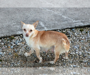 Mother of the Chihuahua puppies born on 01/24/2026