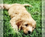 Small Photo #11 Labradoodle Puppy For Sale in BURTON, OH, USA