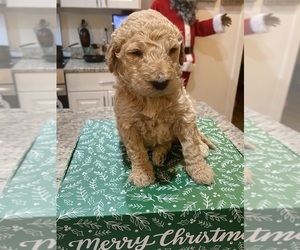Goldendoodle Puppy for sale in LEESBURG, GA, USA