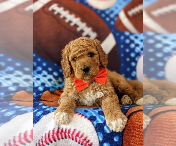 Medium Photo #6 Goldendoodle Puppy For Sale in GLEN ROCK, PA, USA
