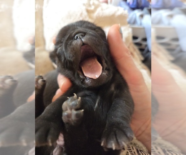 Medium Photo #92 Pug Puppy For Sale in HILLSDALE, MI, USA