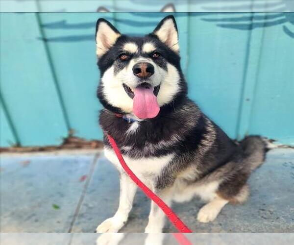 Medium Photo #2 - Mix Puppy For Sale in Long Beach, CA, USA