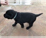 Small Photo #6 Labrador Retriever Puppy For Sale in CHICO, CA, USA