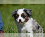 Small #4 Miniature Australian Shepherd