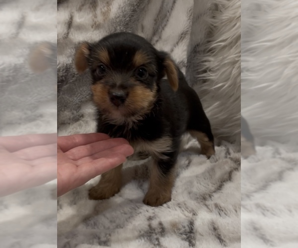 Medium Photo #5 Yorkshire Terrier Puppy For Sale in MOUNT CARMEL, PA, USA