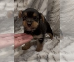 Small #4 Yorkshire Terrier