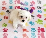 Small #3 Maltipoo (Toy)