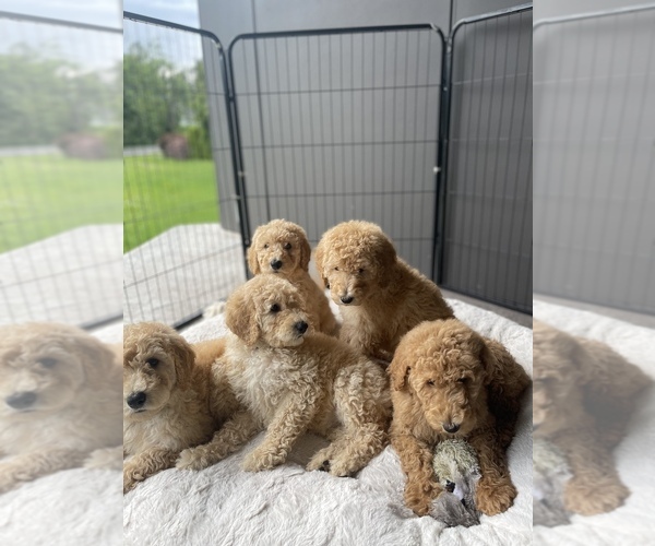Medium Photo #1 Poodle (Standard) Puppy For Sale in BELLINGHAM, WA, USA
