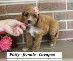 Small #3 Cavapoo (Miniature)