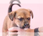 Small #3 American Staffordshire Terrier-German Shepherd Dog Mix