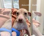 Small #1 Mutt