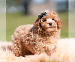 Small Photo #85 Poodle (Miniature) Puppy For Sale in WARSAW, IN, USA
