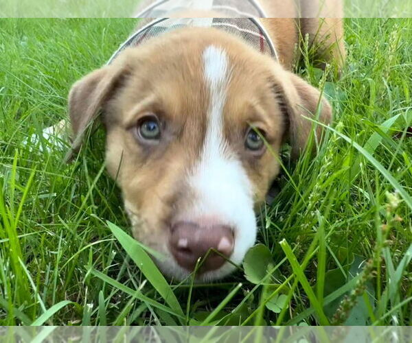 Medium Photo #3 Mutt Puppy For Sale in Minneapolis, MN, USA