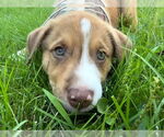 Small #2 Mutt